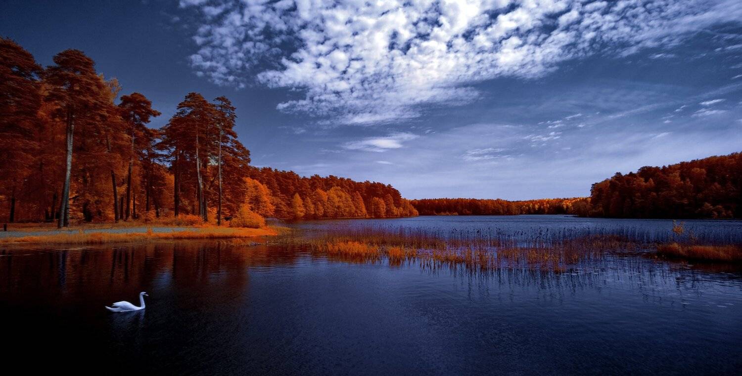 infrared,ик-фото,инфракрасное фото,инфракрасная фотография,пейзаж,природа,беларусь,весна, Sixten ( Сергей )