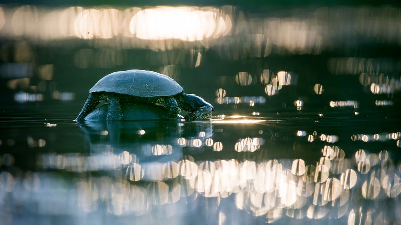 черепаха,любовь,пара,вода Черепашки фото превью
