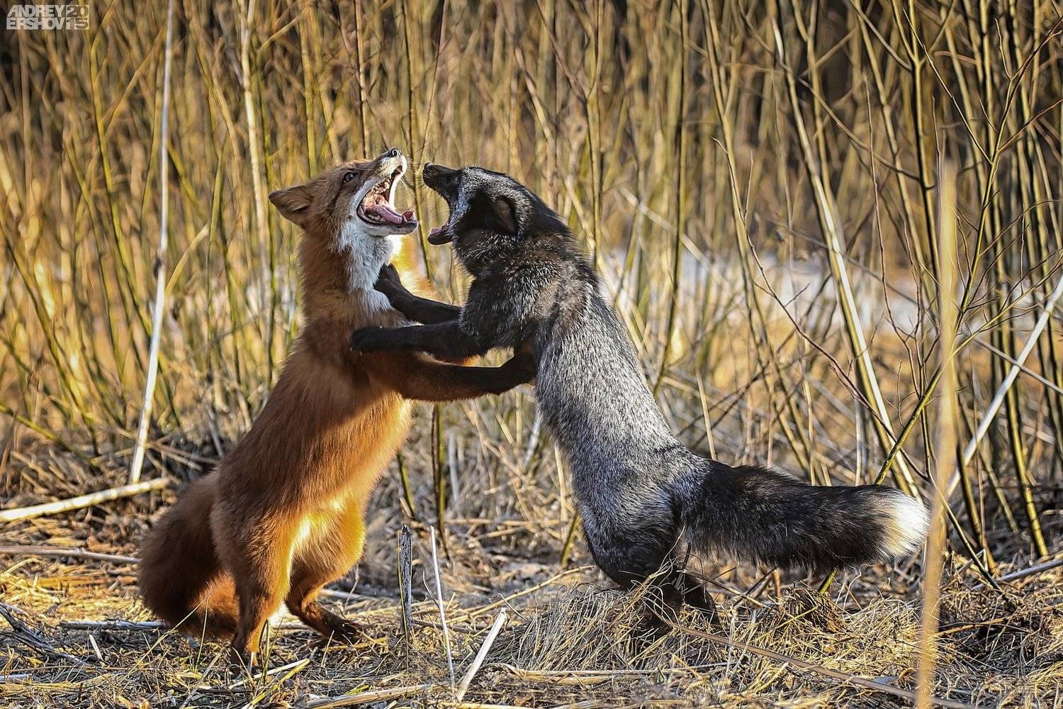 , Андрей Ершов