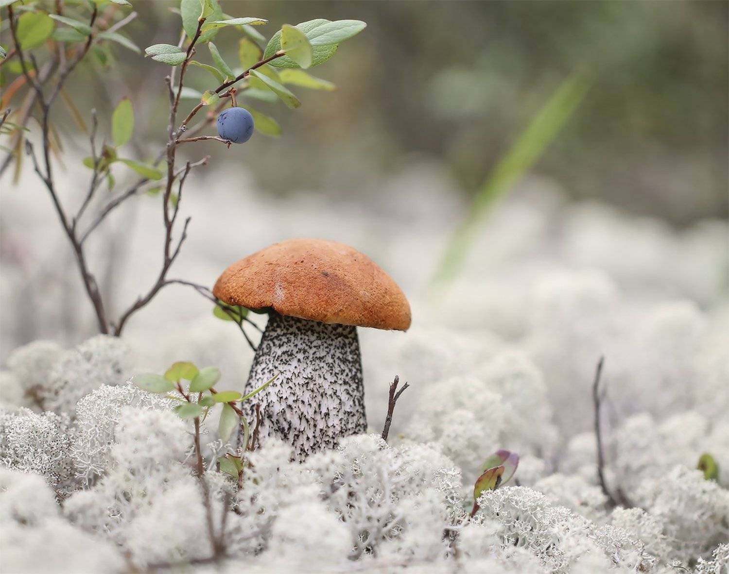 подосиновик, якутия, нерюнгри, голубика, мох, ягель, Евгения Левина
