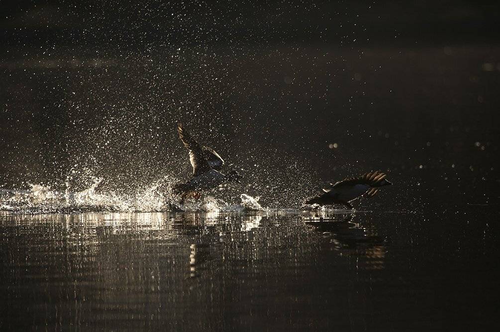 , Иваненко Светлана