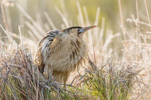 The Eurasian bittern or great bittern (Botaurus stellaris)
