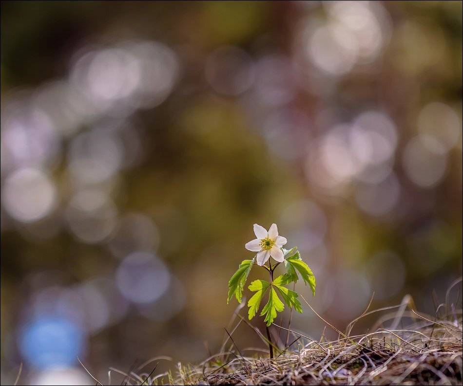 , Бурлов Андрей