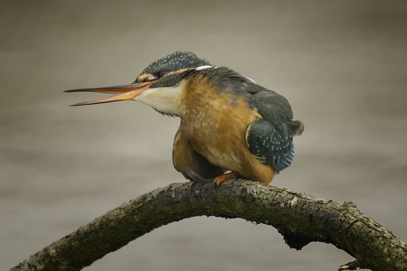 ... фото превью