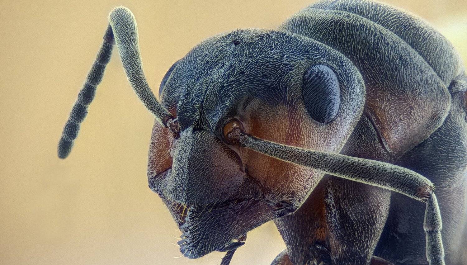 ceclii,macro,lgg4, extremmacro,  макро, Tsvetan Ganev