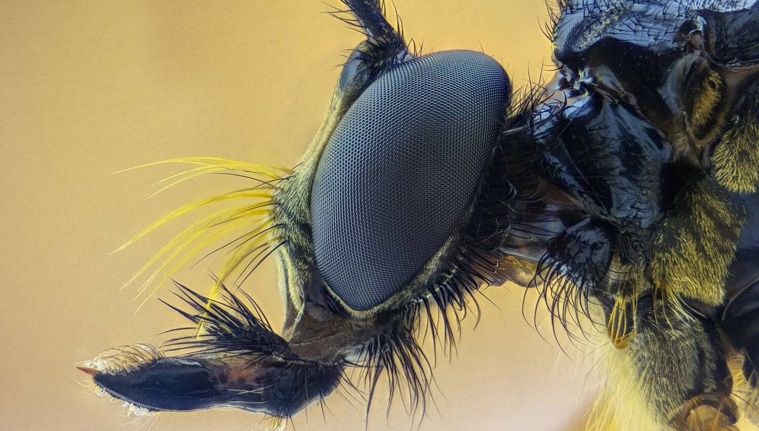 ceclii,macro,lgg4, extremmacro,  макро, Tsvetan Ganev