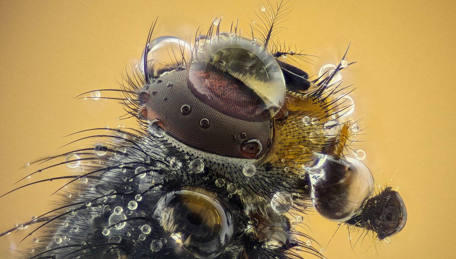 ceclii,macro,lgg4, extremmacro,  макро, Tsvetan Ganev