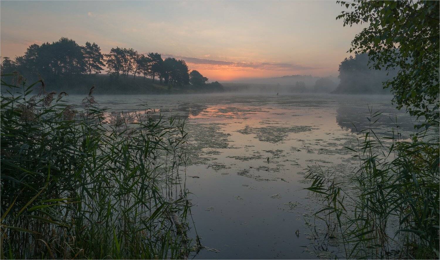 , Николай Шахманцир