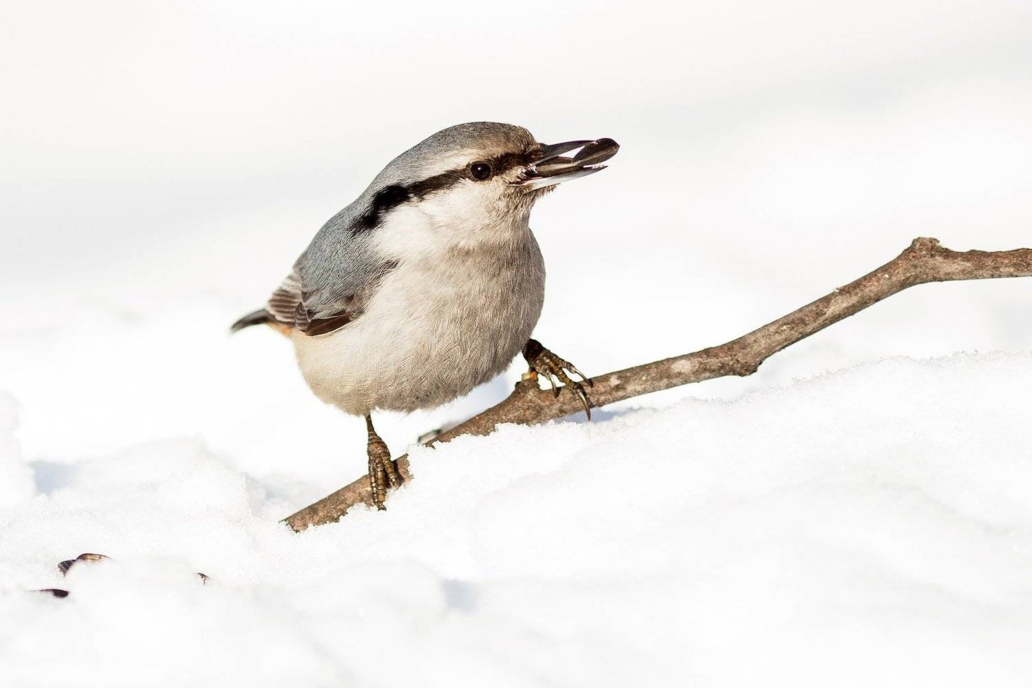 , Сосновских Вячеслав