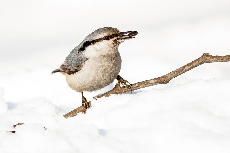 Поползень фото превью