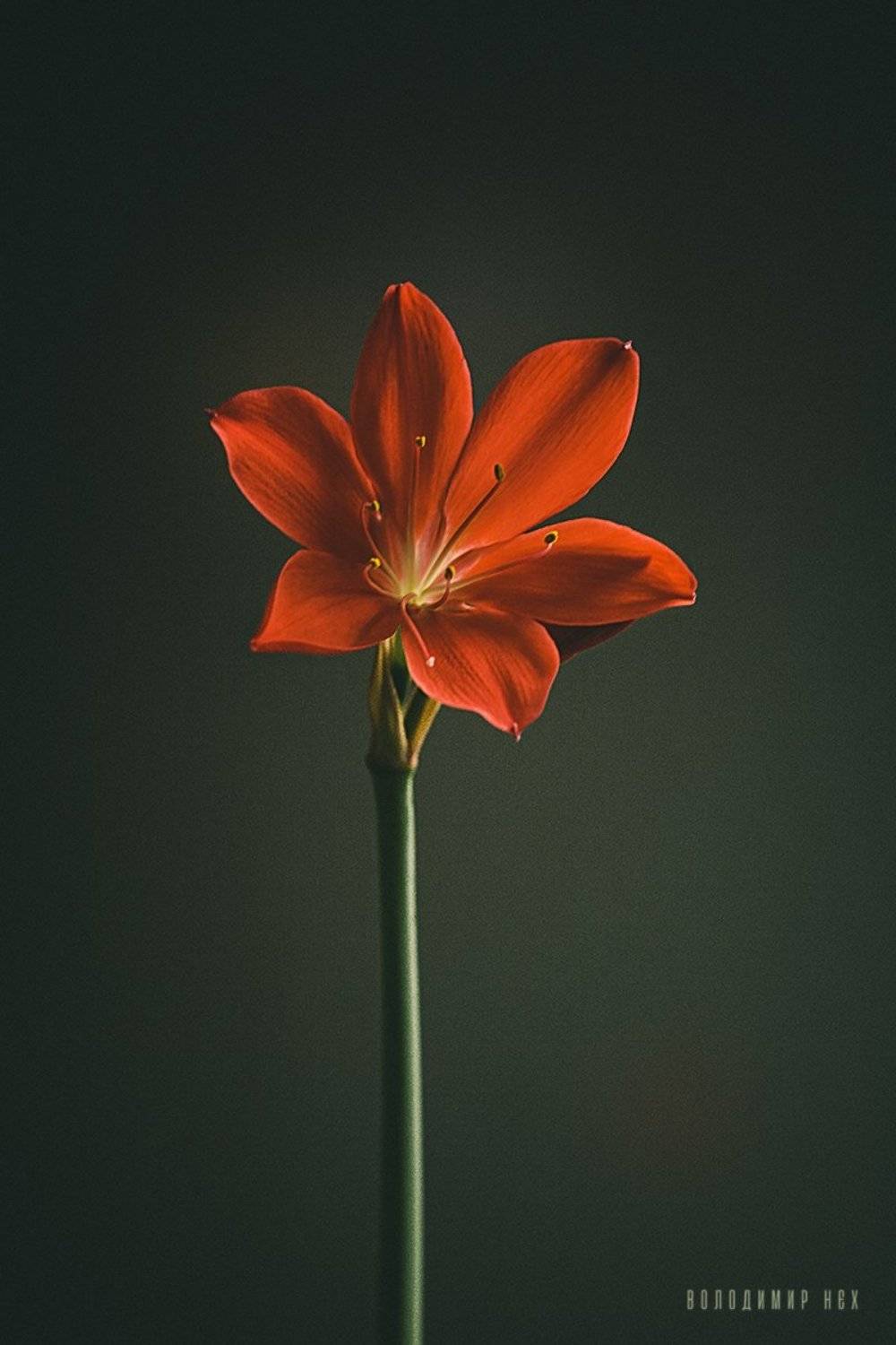 , Володимир Нєх / Vladimir Nekh