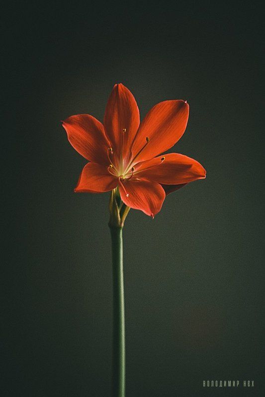 === фото превью