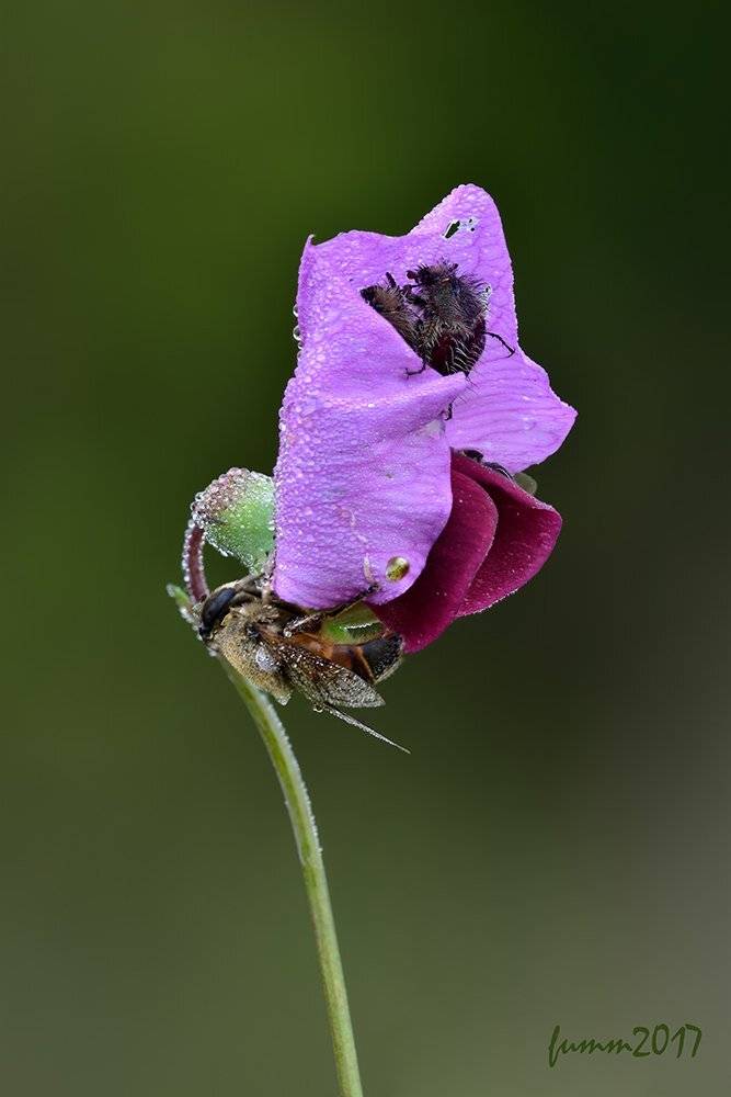 , Игорь ФУММ