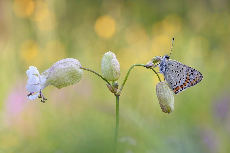 Balance фото превью