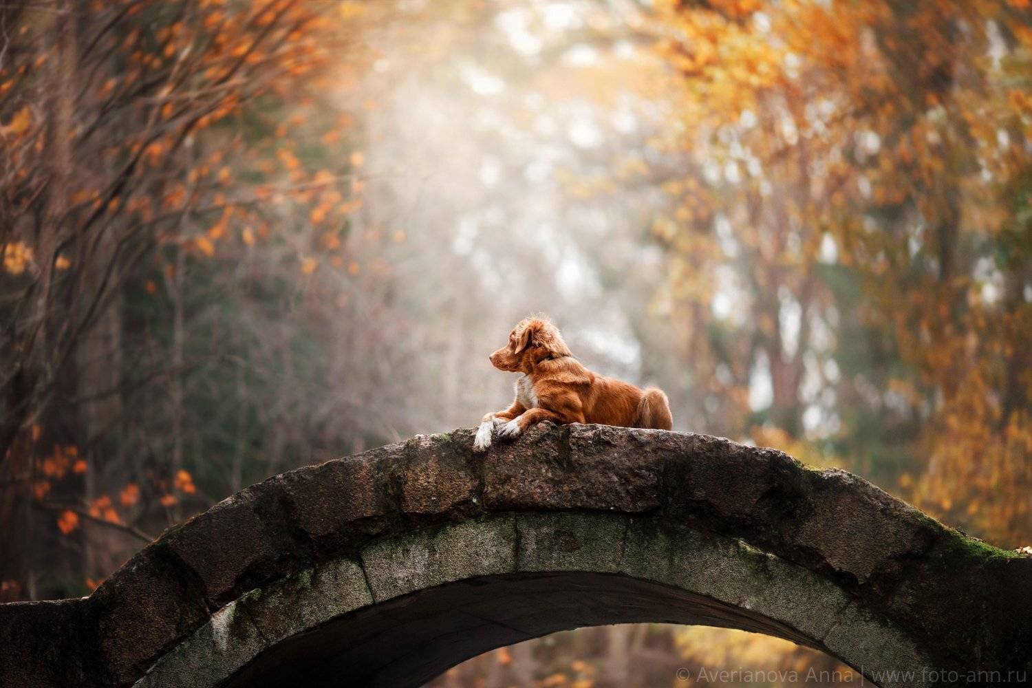 собака, природа, мост, Анна Аверьянова