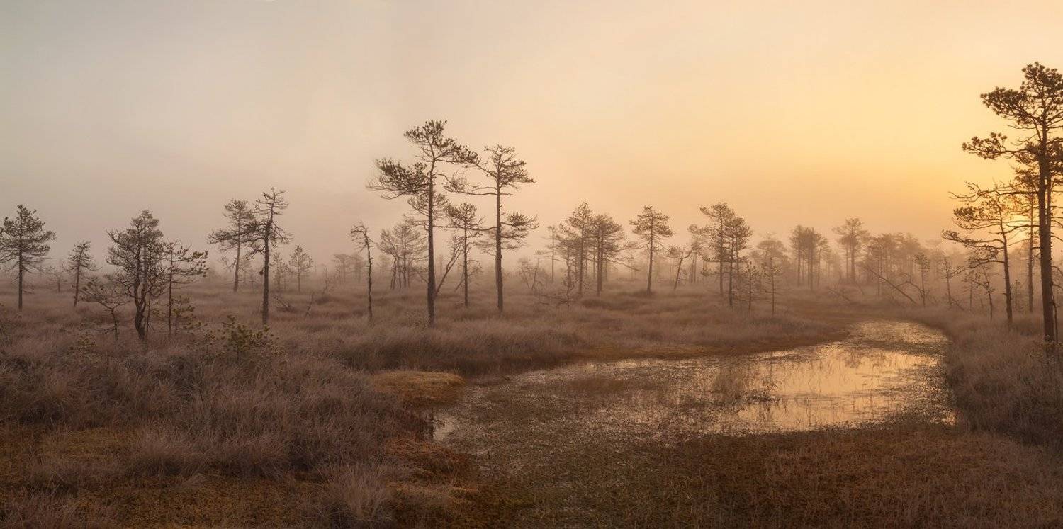 верховое болото, Ленобласть, Карельский перешеек, Ленинградская область, топи, Арсений Кашкаров