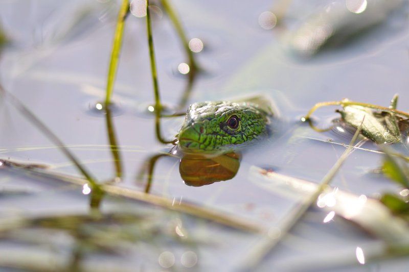 ящерица, прыткая, lacerta, agilis, самарский лес Макрокодилы фото превью