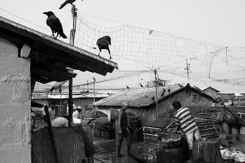 жанр, улица, репортаж, рыбный рынок, шри-ланка, арт, чб, bw, street, genre, fish market, sri-lanka Near the fish market фото превью