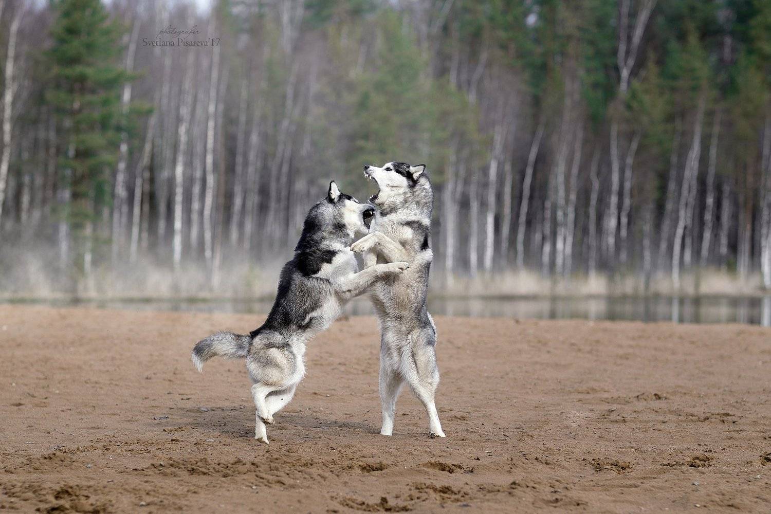 собаки, хаски, драка, озеро, лес, весна, Светлана Писарева