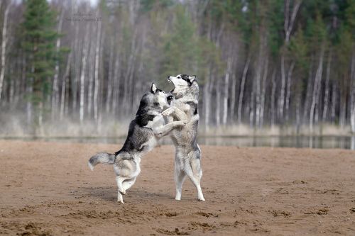 Выясняют отношения:))))