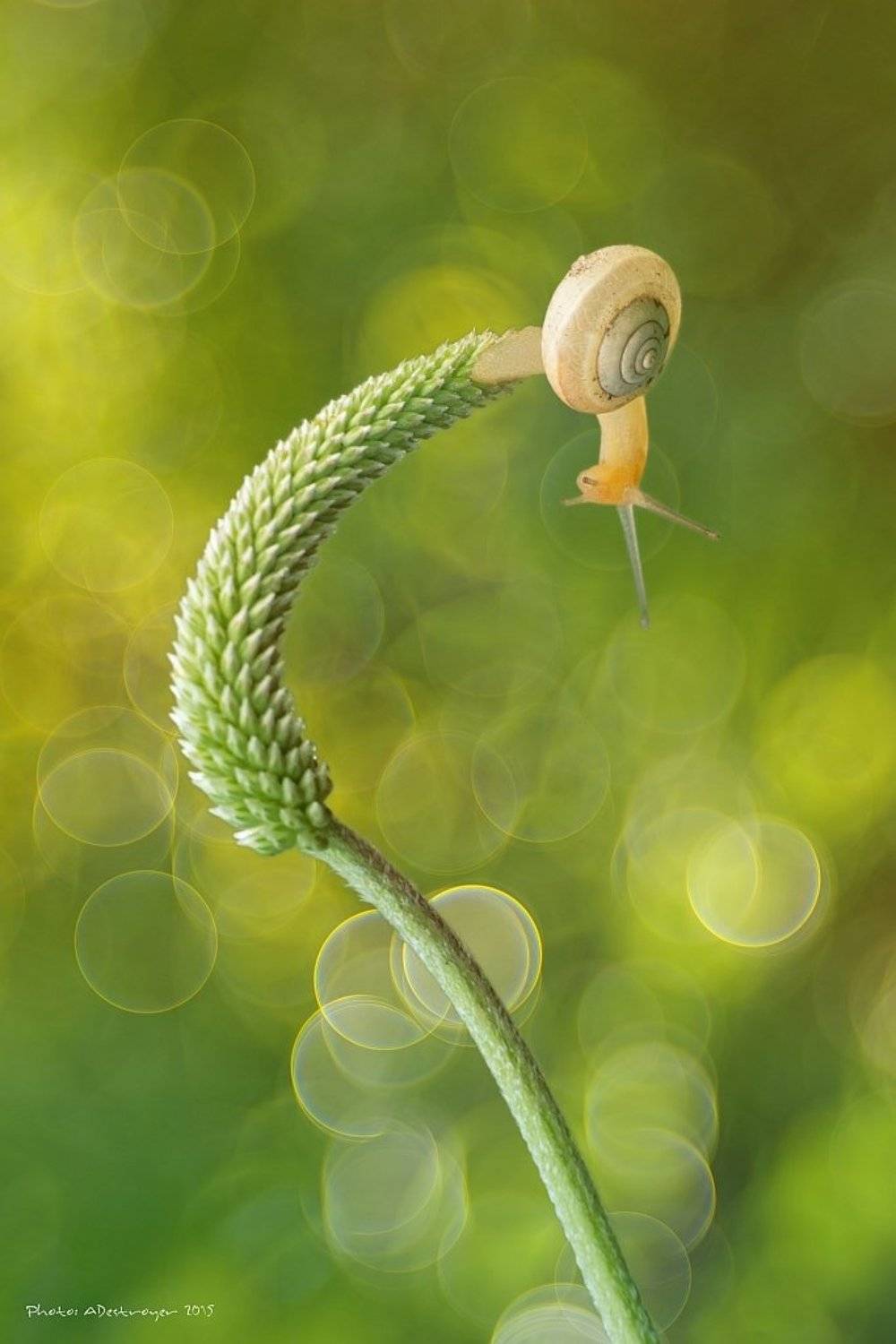 macro nature butterfly, Ryszard Lal