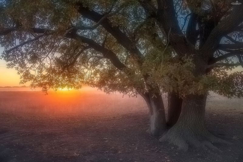 Из жизни дерева фото превью