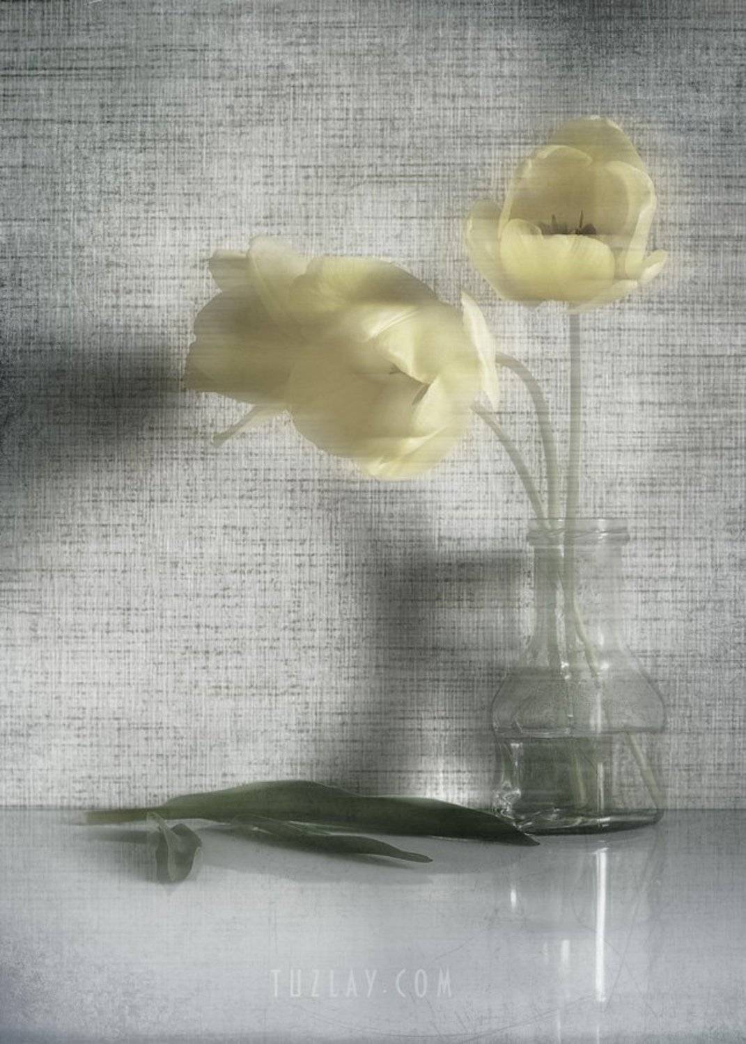 желтые, тюльпаны, Владимир Тузлай