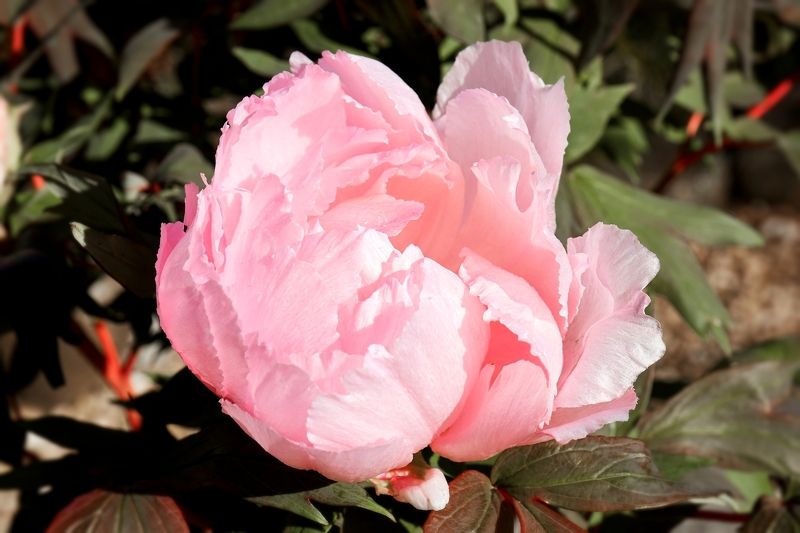 пионы Розовое облако фото превью