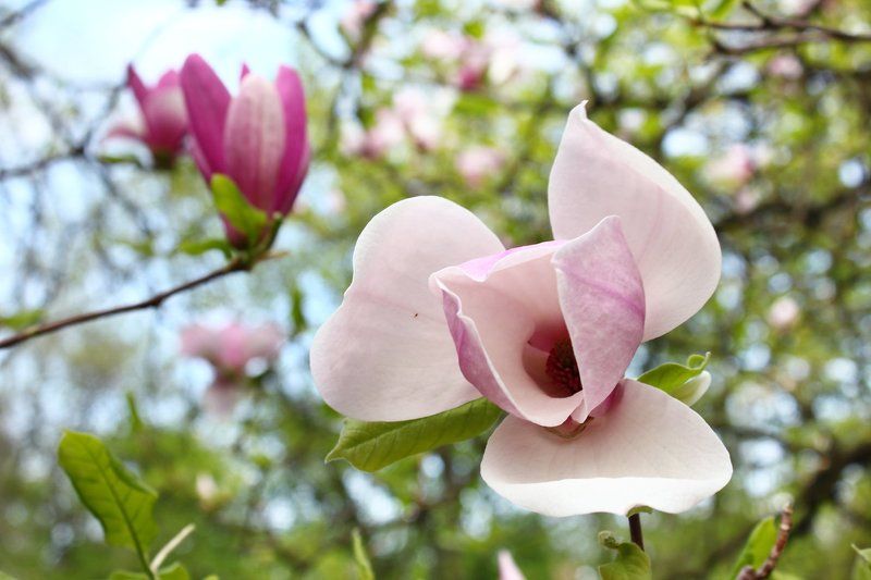 В Києві цвіте магнолія фото превью