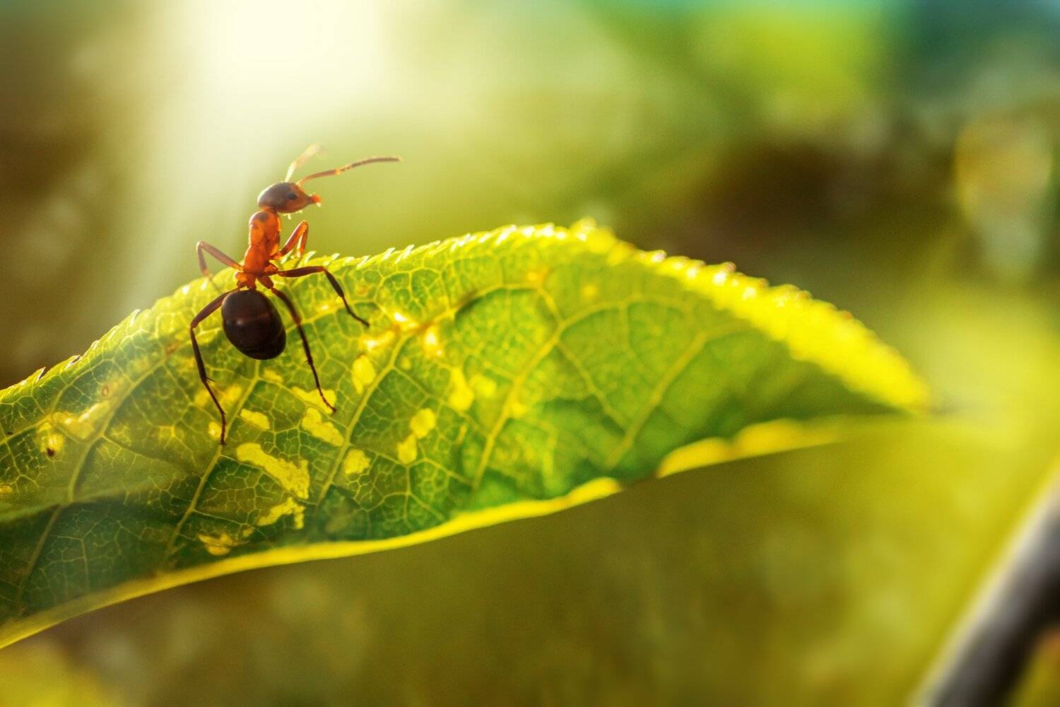 муха, жук, крылья, лист, хобот, свет, муравей, мошки, трава, Юрий Котов