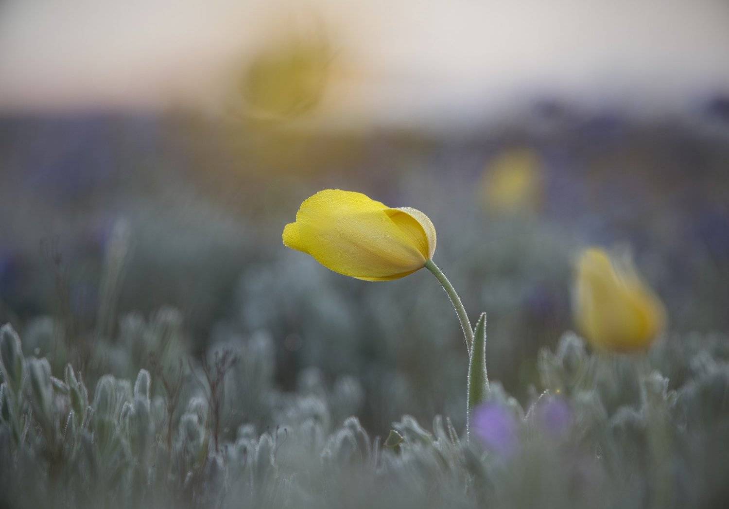 пейзаж, макро,тюльпан,шренка,дикий,туман,опук,крым,трава,желтый,зеленый,поле,россия,природа,цветы, Elena Pakhalyuk