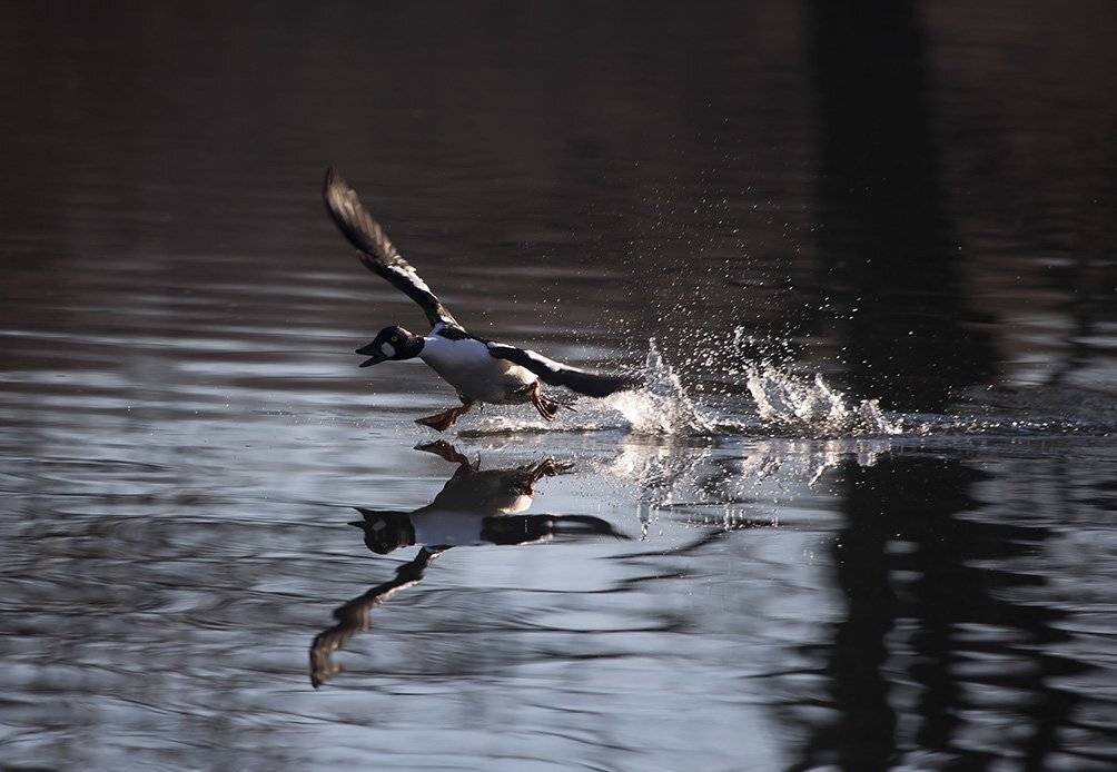 , Иваненко Светлана