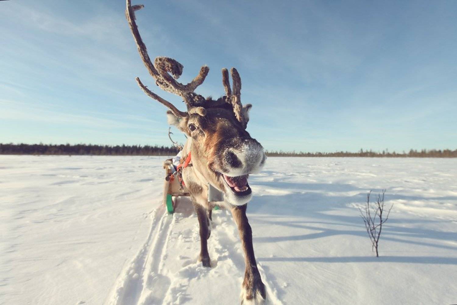 , Марк Подрабинек