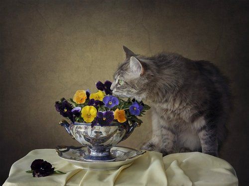 Охотница за цветами