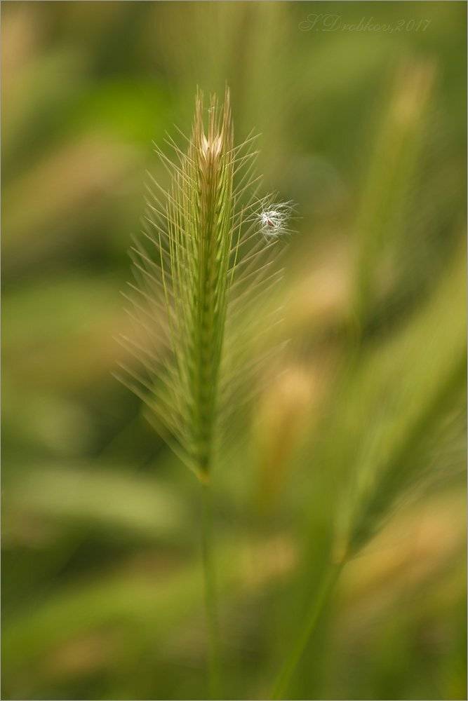 закат, поле, весна, Sergey Drobkov