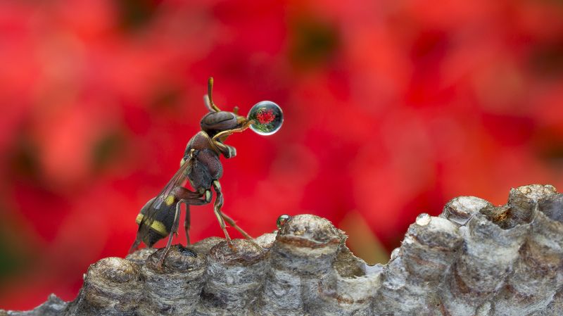 #macro#wasp#colors#waterbubble#reflection Wasp фото превью