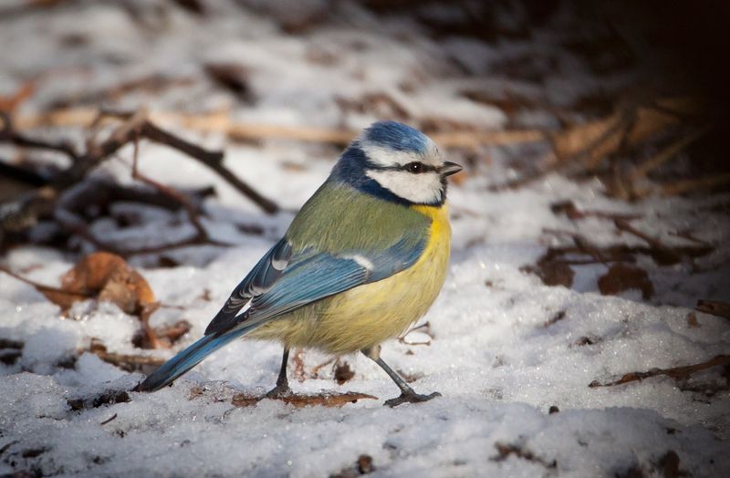 Лазаревка фото превью