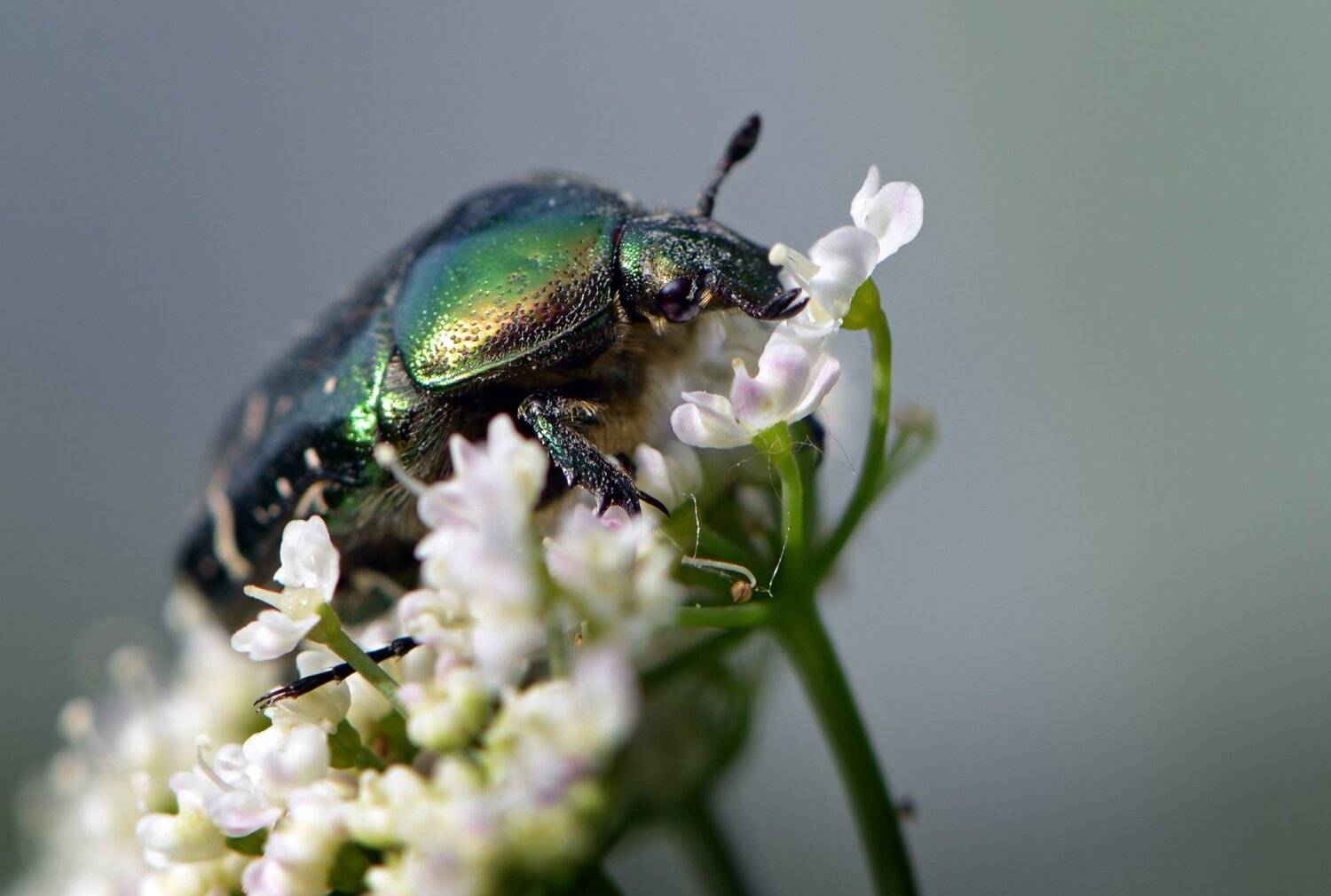 природа, макро, весна, насекомое, жук, бронзовка,, Неля Рачкова