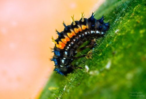 Larva