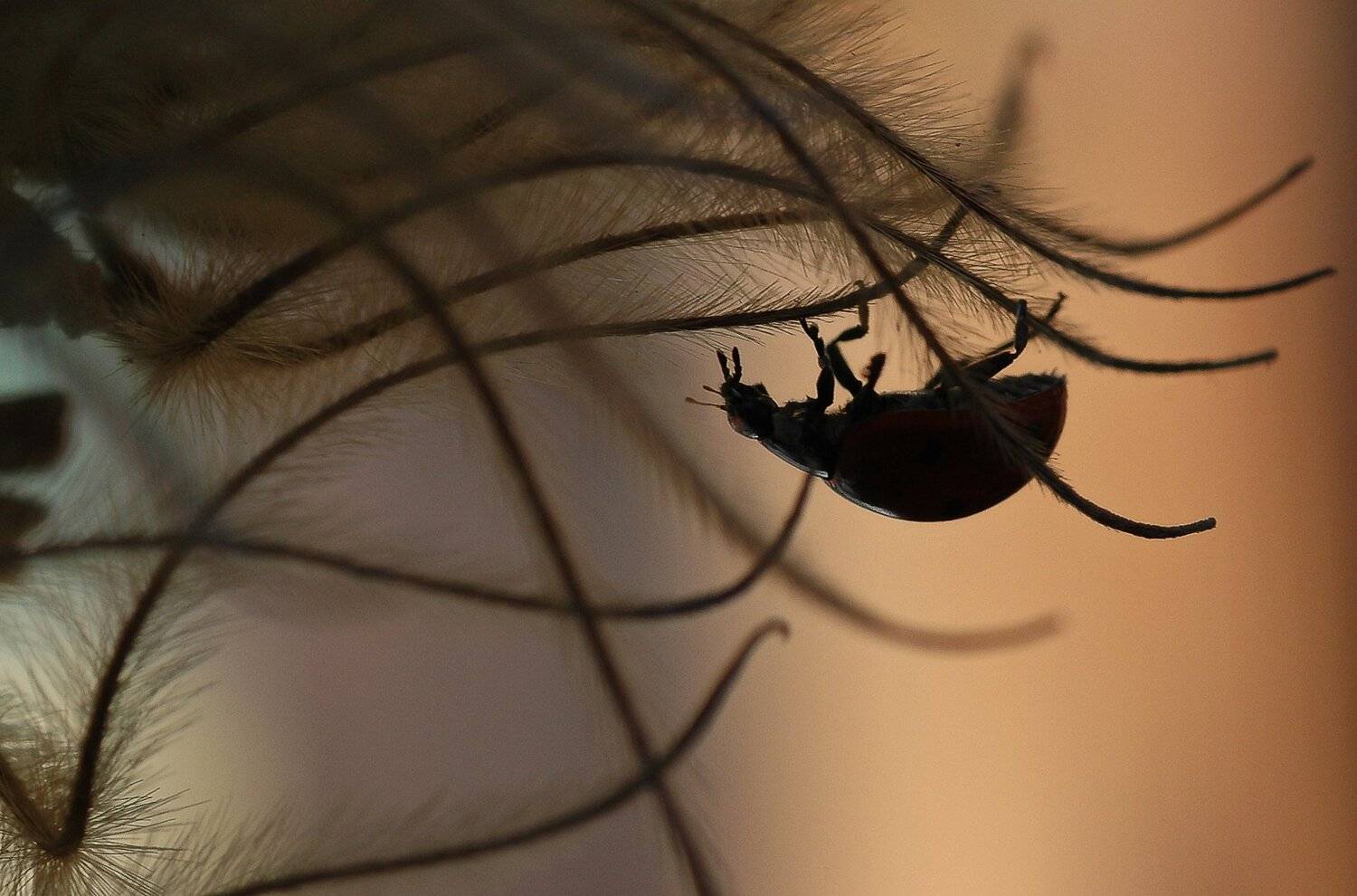 природа, макро, зима, оттепель, насекомое, жук, божья коровка, Неля Рачкова