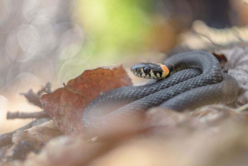 В сиянии утра фото превью