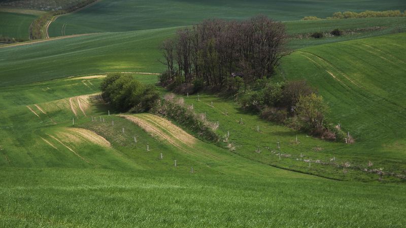 луг деревья весна Моравская фото превью