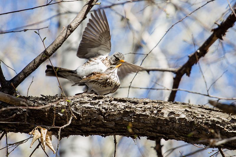 Весна,Любовь,Дрозды фото превью