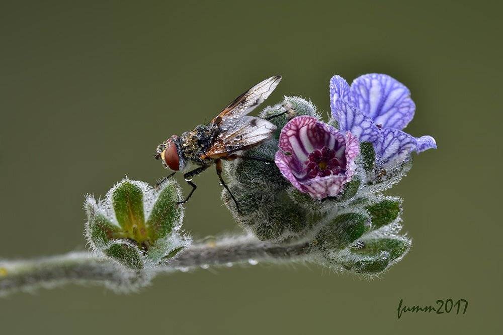 , Игорь ФУММ