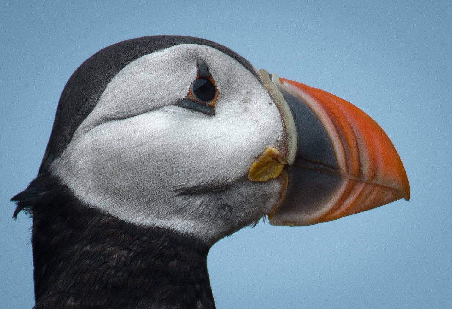 Puffin, Norway, Jarkko J&auml;rvinen