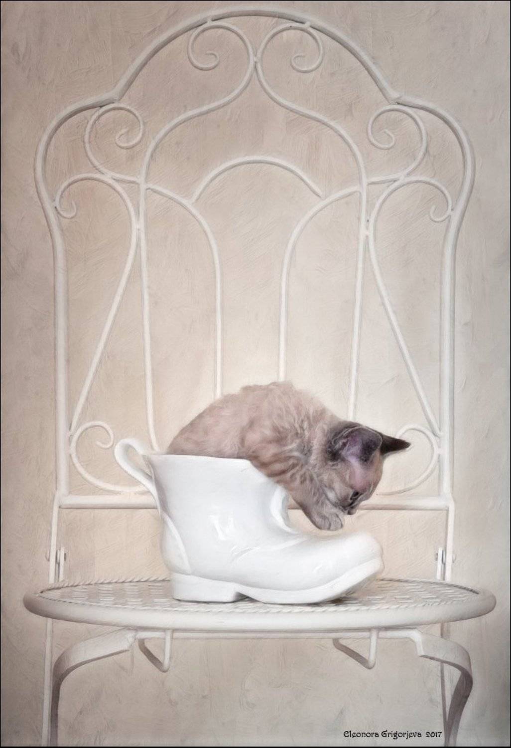 котёнок, башмак, туфелька, девон-рекс, натюркотики, Eleonora Grigorjeva