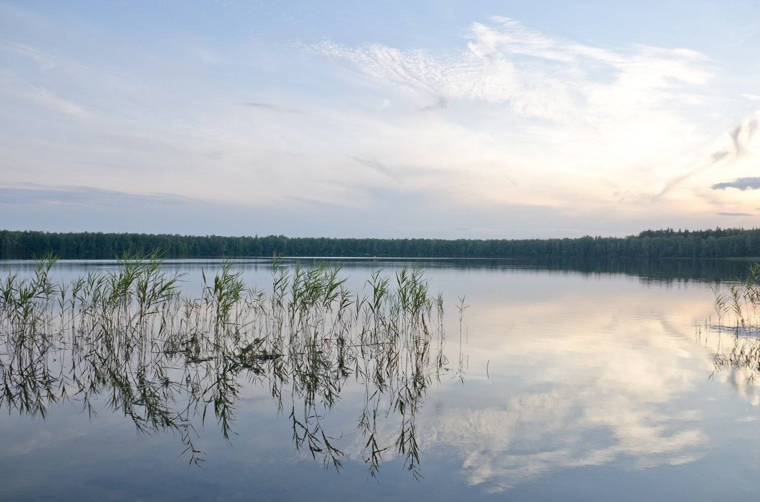озеро, тишина, гармония, лето, тепло, нежность, голубой, вода, тростник, Ксения Соварцева