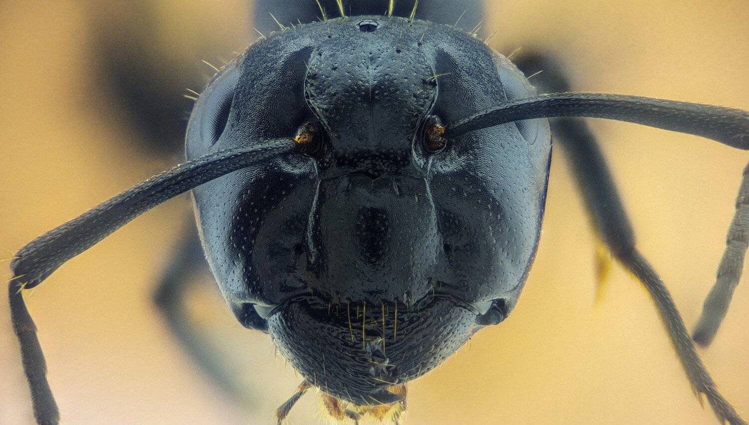 ceclii,macro,lgg4, extremmacro,  макро, Tsvetan Ganev