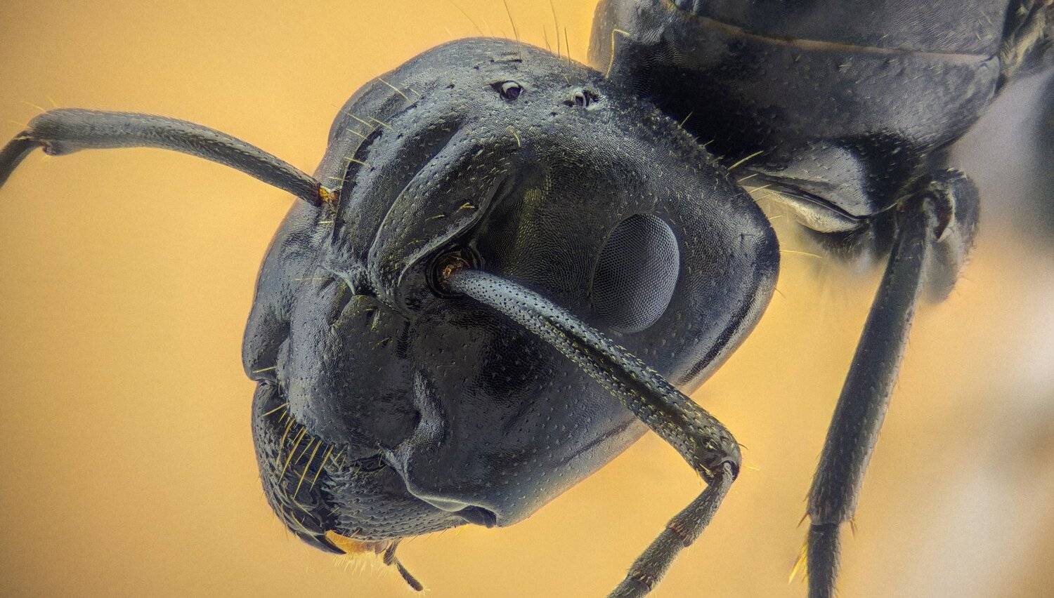 ceclii,macro,lgg4, extremmacro,  макро, Tsvetan Ganev