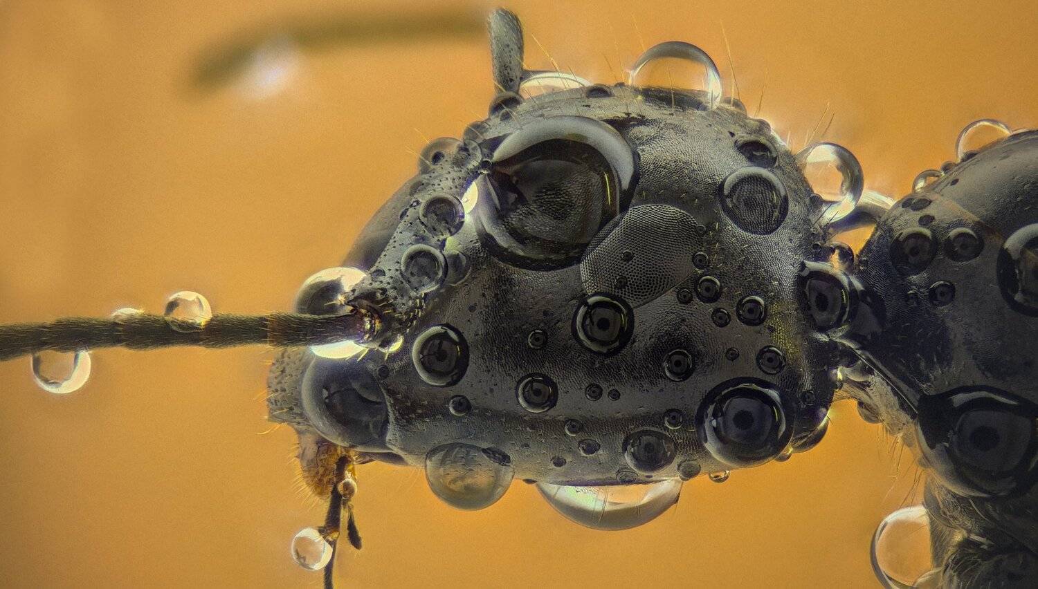 ceclii,macro,lgg4, extremmacro,  макро, Tsvetan Ganev